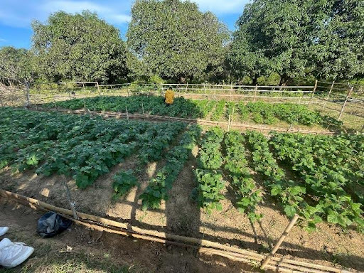Students Engaged in Vegetable Farming