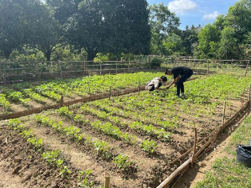 Field Activities at GSU-Baterna