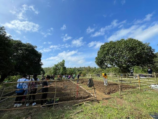 Harvested Crops from the Veggie Vision Project