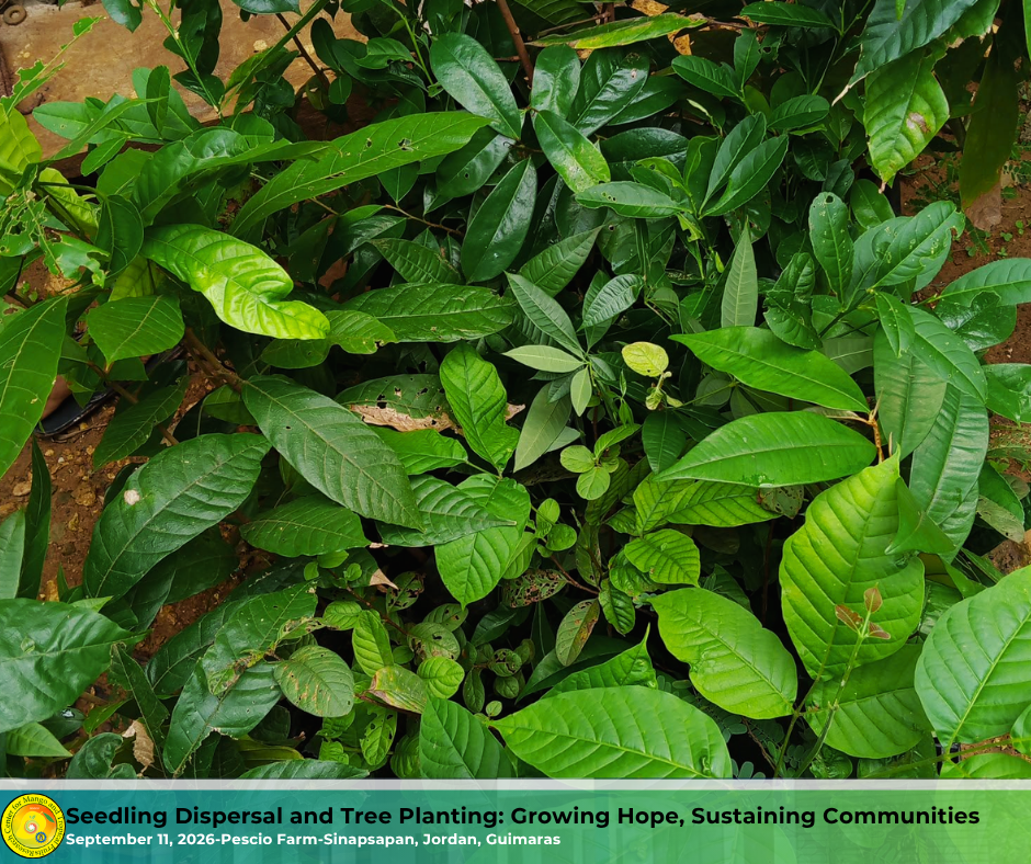 Seedlings prepared for distribution under the BUGANA Program